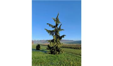 Gartenpflanzen Daepp