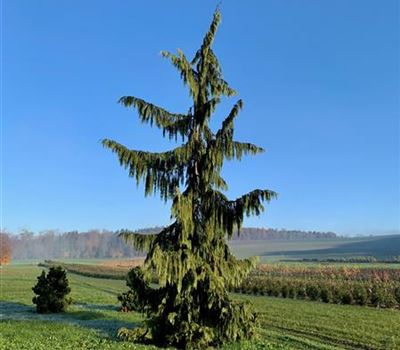 Chamaecyparis nootkatensis 'Pendula' Nr. 172