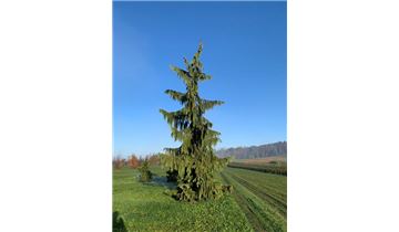 Gartenpflanzen Daepp