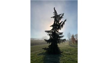 Gartenpflanzen Daepp