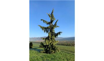 Gartenpflanzen Daepp