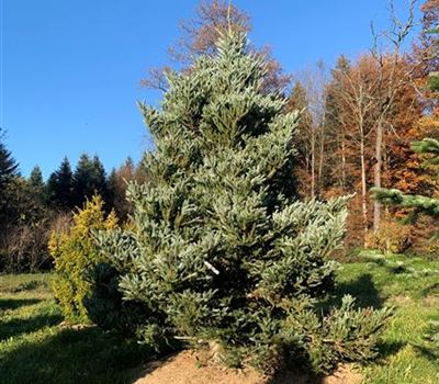 Abies koreana Veredelung Solitär