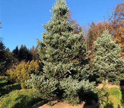 Abies koreana Veredelung Solitär