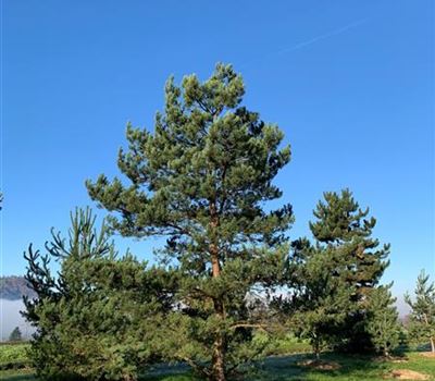 Pinus sylvestris Nr. 404