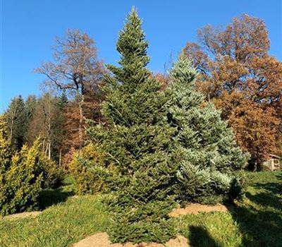 Abies koreana 'Veredelung' schlanker Typ