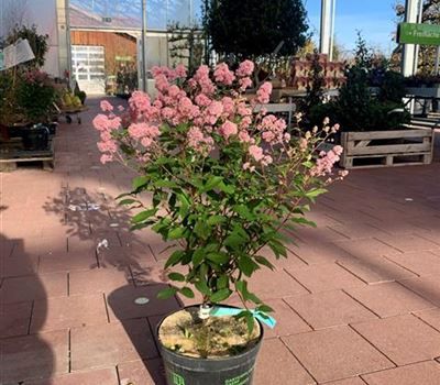 Ceanothus pallidus (x) 'Marie Simon'