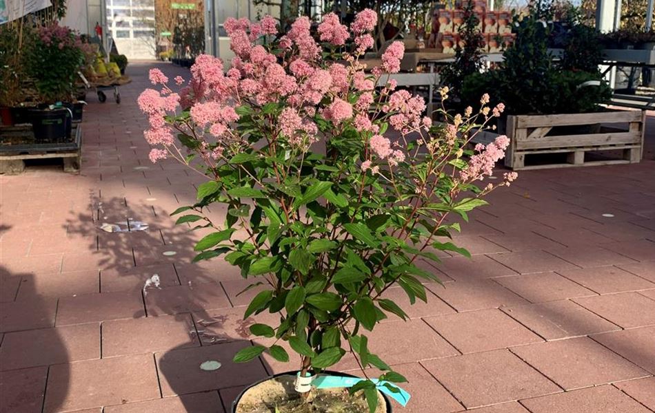 Ceanothus pallidus (x) 'Marie Simon'