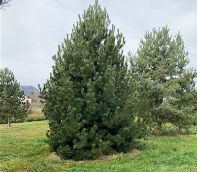Pinus heldreichii Nr. 197