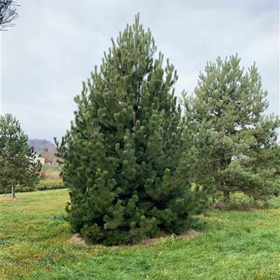 Pinus heldreichii Nr. 197