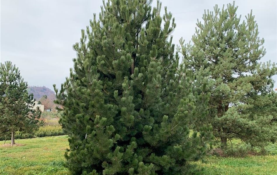 Pinus heldreichii Nr. 197