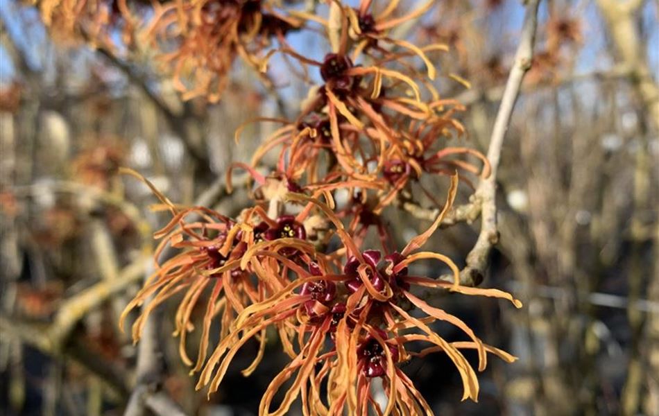 Hamamelis intermedia (x) 'Jelena'