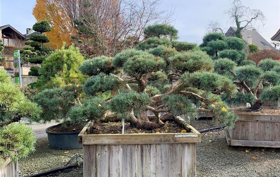 Pinus sylvestris 'Repens' Nr. 222 