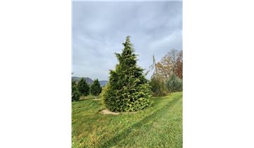 Gartenpflanzen Daepp