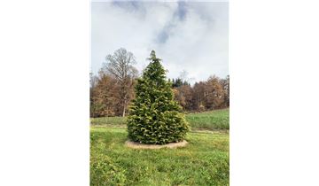 Gartenpflanzen Daepp