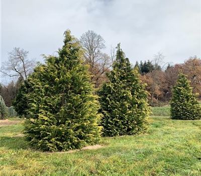 Chamaecyparis lawsoniana 'Golden Wonder' Solitär