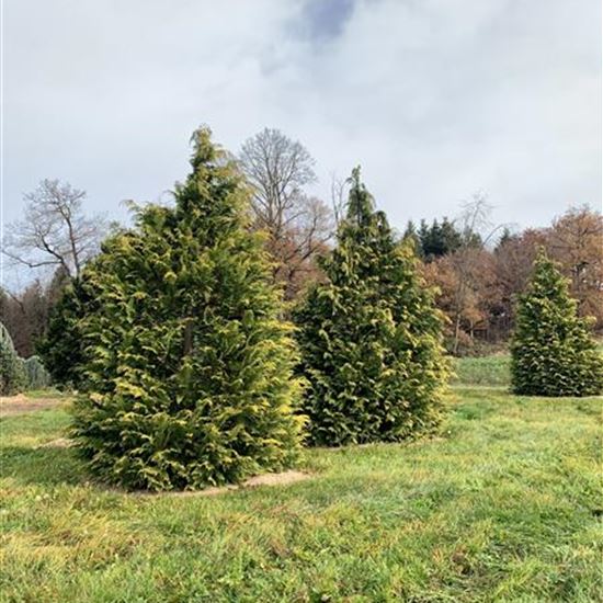 Chamaecyparis lawsoniana 'Golden Wonder' Solitär