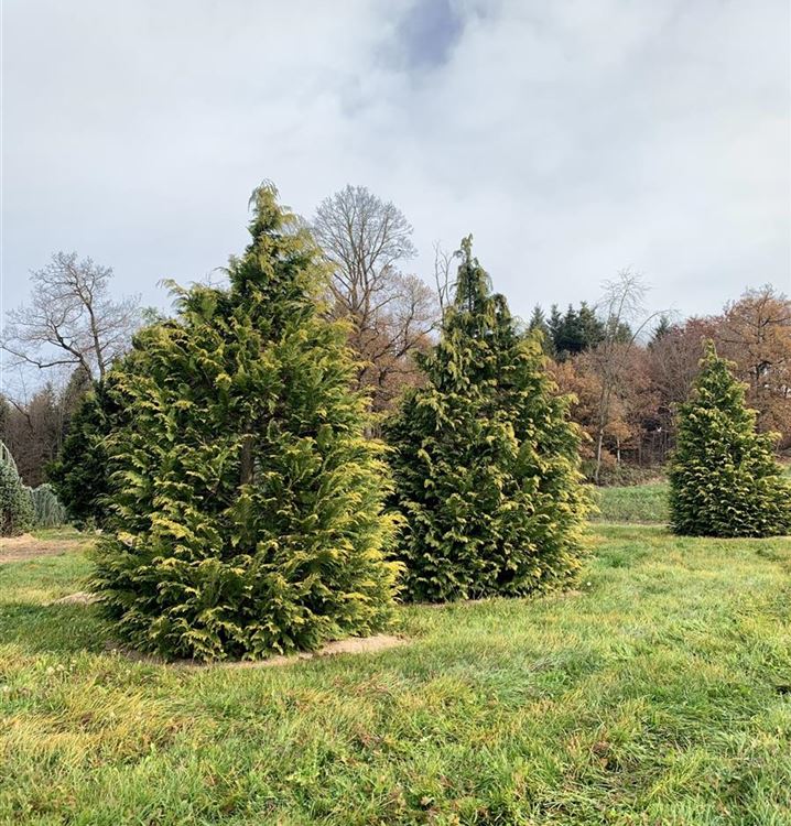 Gelbe Gartenzypresse 'Golden Wonder'