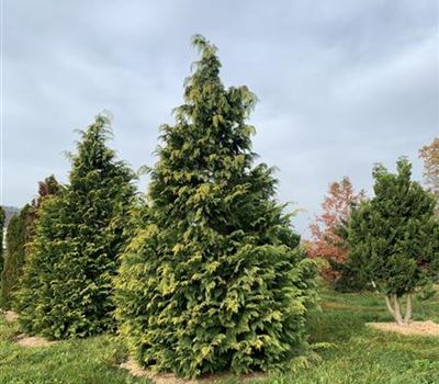 Chamaecyparis lawsoniana 'Golden Wonder' Solitär