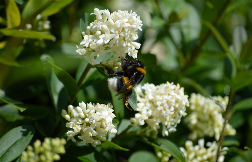 Ligustrum obtusifolium var. regelianum, Liguster - Gartenpflanzen Daepp