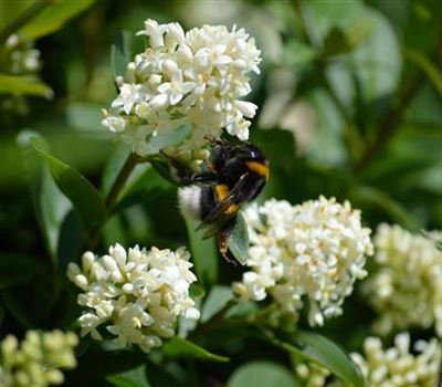 Ligustrum obtusifolium var. regelianum