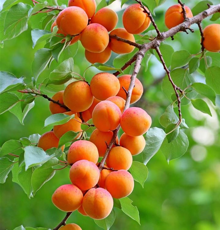 Aprikosenbaum