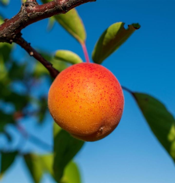Aprikosenbaum