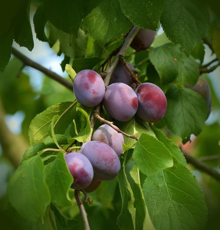 Zwerg-Zwetschgenbaum