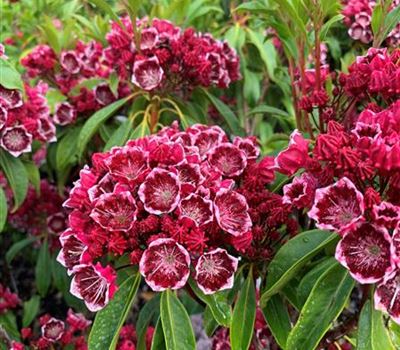 Kalmia latifolia 'Kaleidoskop'