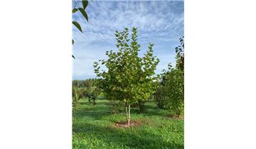 Gartenpflanzen Daepp