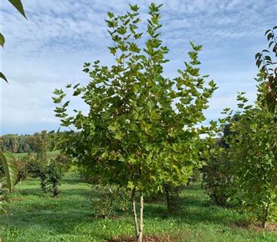 Platanus x hispanica Solitäre
