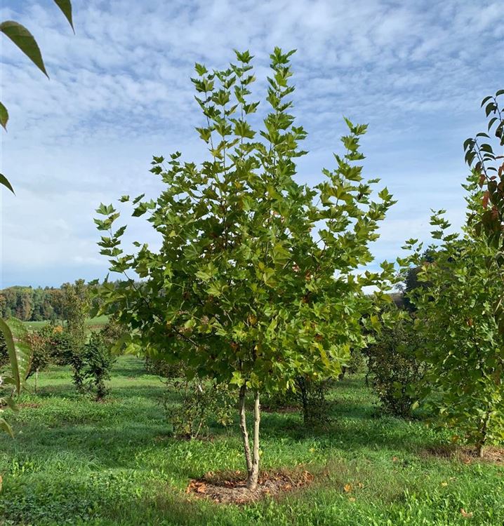 Mehrstämmige Platane