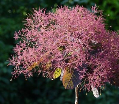 Cotinus coggygria 'Royal Purple'