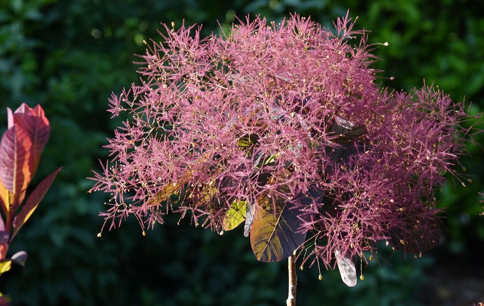 Cotinus coggygria 'Royal Purple'
