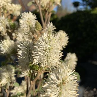 Fothergilla gardenii