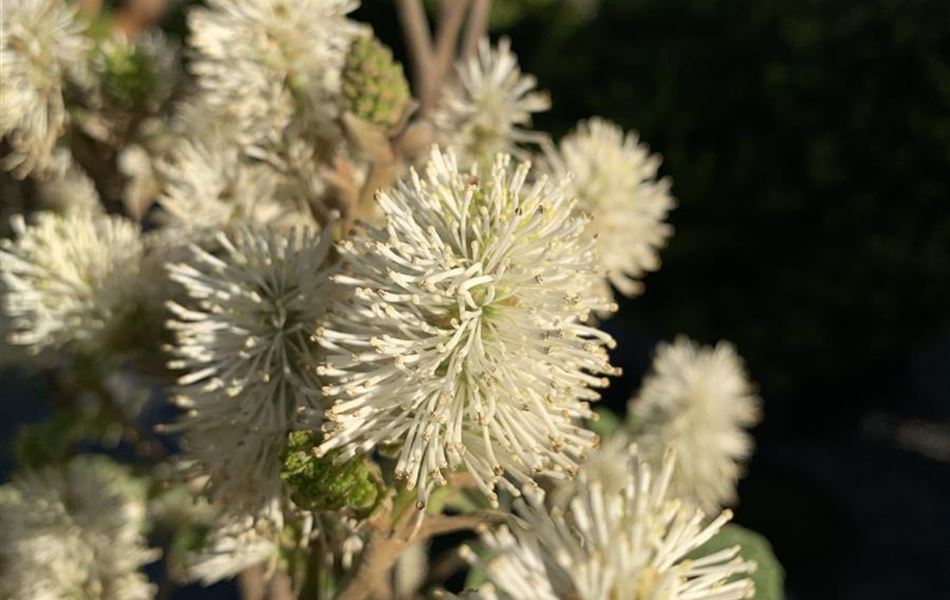 Fothergilla gardenii