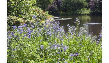 Gartenpflanzen Daepp