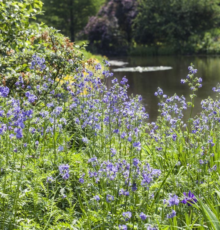 Blaublühende Jakobsleiter