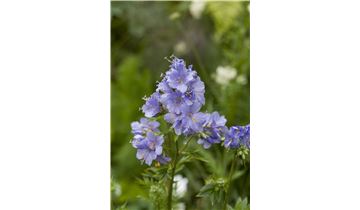 Gartenpflanzen Daepp