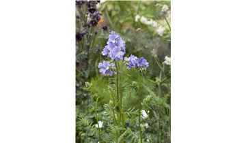 Gartenpflanzen Daepp