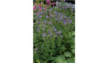 Gartenpflanzen Daepp