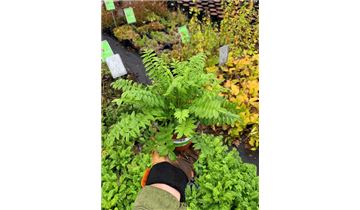 Gartenpflanzen Daepp