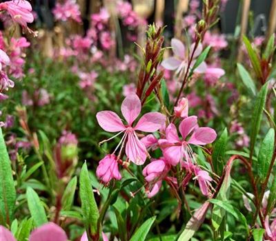 Gaura lindheimeri 'Siskiyou Pink'