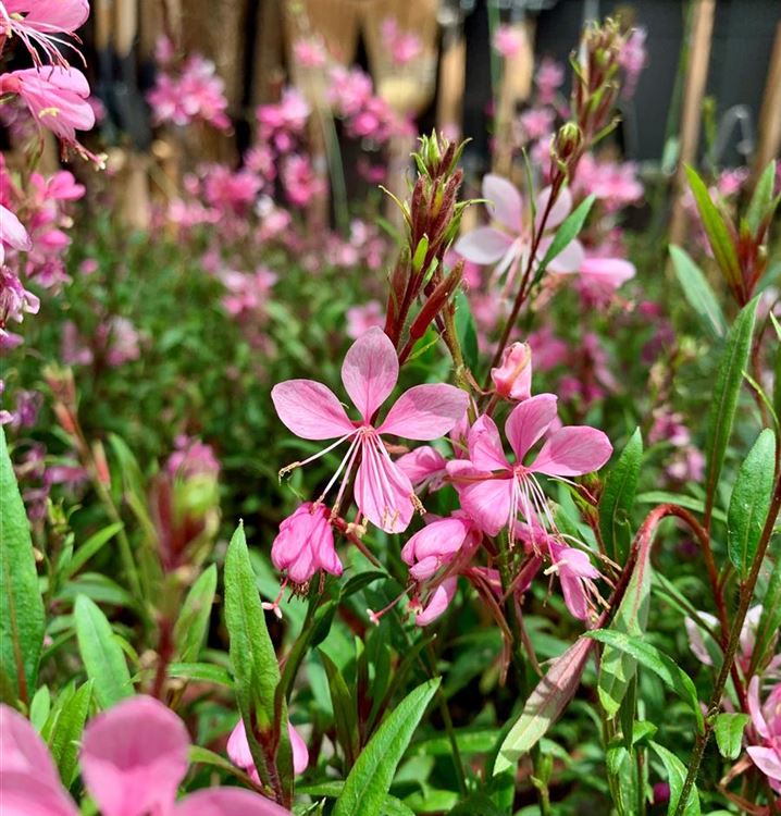 Präriekerze, Prachtkerze