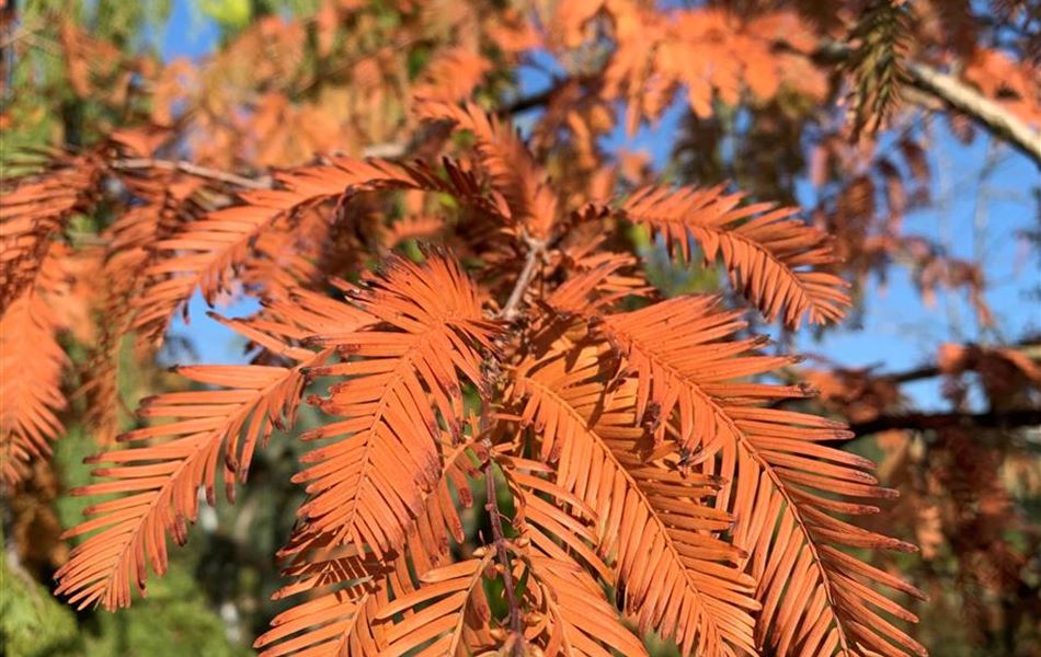 Metasequoia glyptostroboides