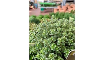 Gartenpflanzen Daepp