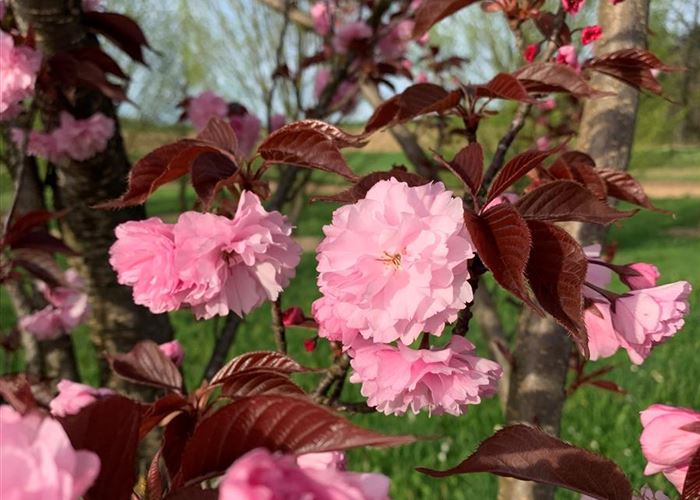 Prunus serrulata 'Royal Burgundy'