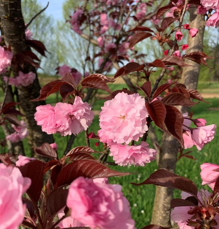 Rotlaubige Zier-Kirsche