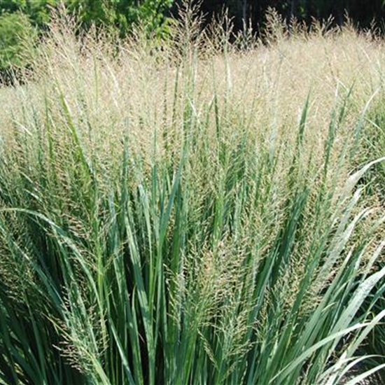 Panicum virgatum 'Northwind' Panicum virgatum 'Northwind'