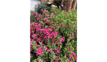 Gartenpflanzen Daepp