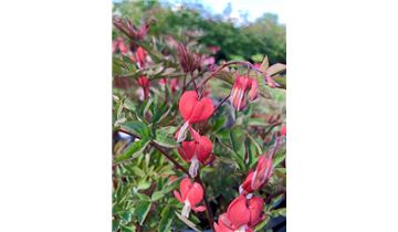 Gartenpflanzen Daepp